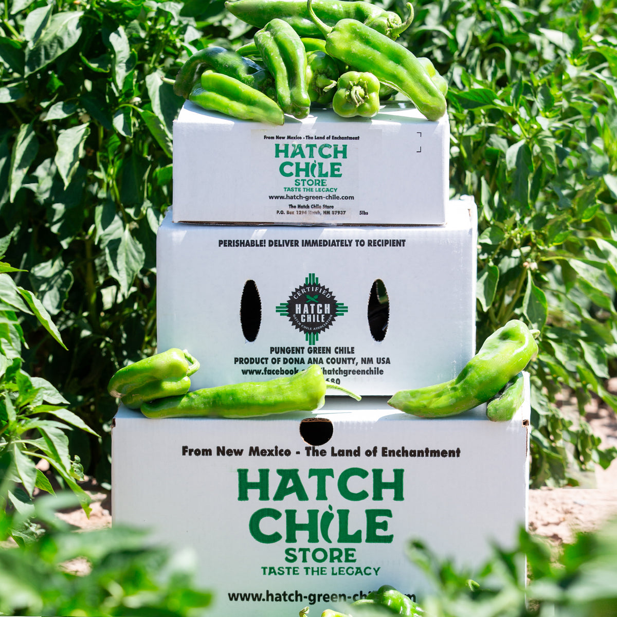 www.hatch-green-chile.com