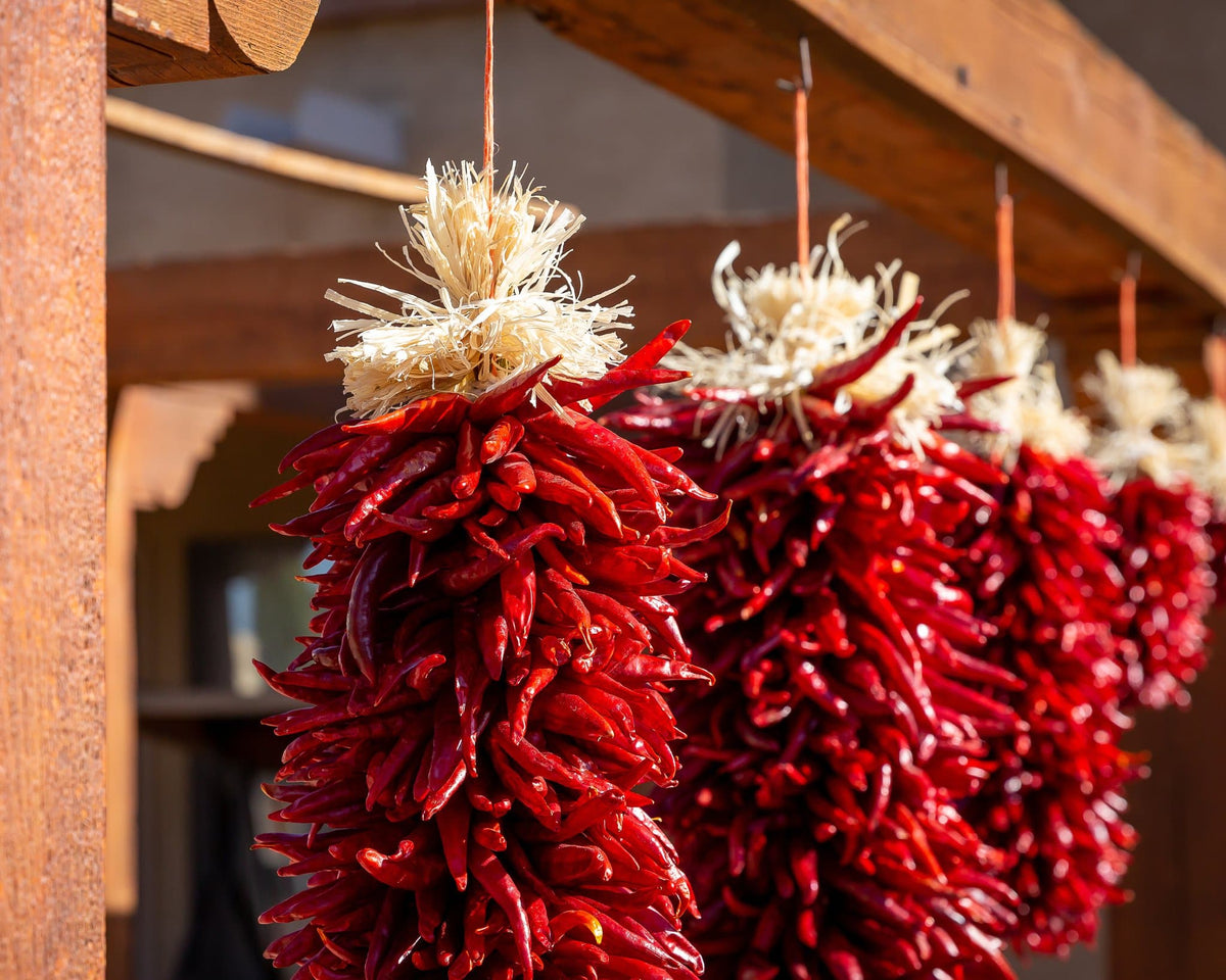 Chili Roasting Season! Sunburst Chili Pepper Ristra 4' Dangle Earrings Handmade of Real Coral popular