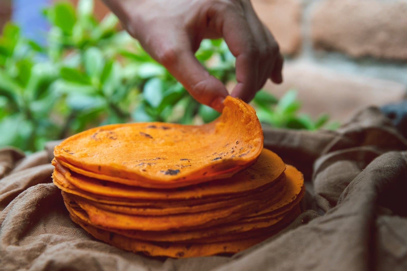 A person's hand picking up a slice from a stack of orange, crispy Hatch Red Chile Corn Tortillas on a cloth, with vibrant green plants softly blurred in the background.
